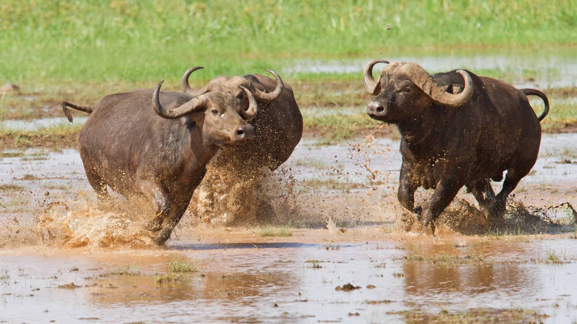 Lake Manyara National Park Authentic Wild African Safaris Lake Manyara National Park Authentic Wild African Safaris