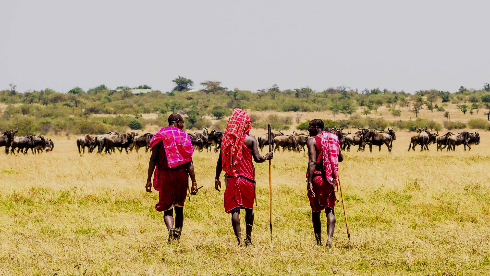 Maasai Mara Morans
