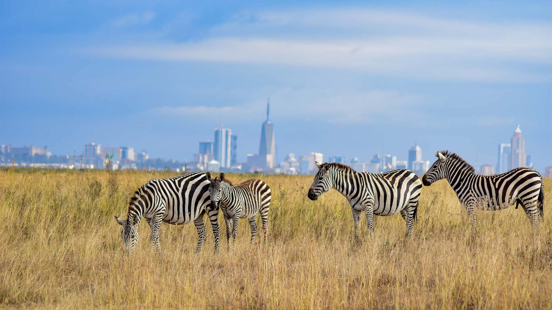 Nairobi National Park Authentic Wild African Safaris Nairobi National Park Authentic Wild African Safaris